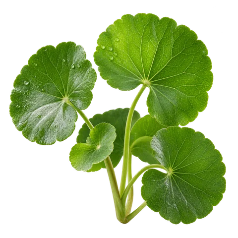 Centella asiatica