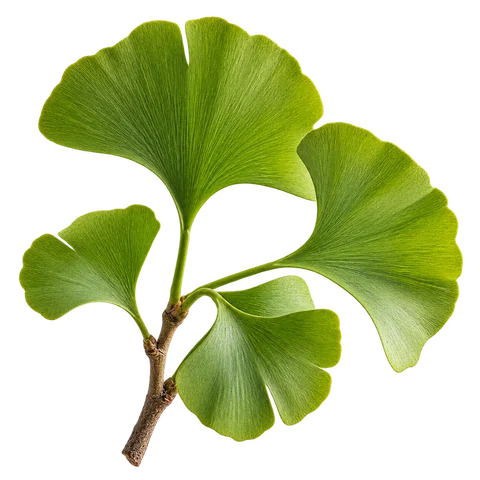 Ginkgo biloba